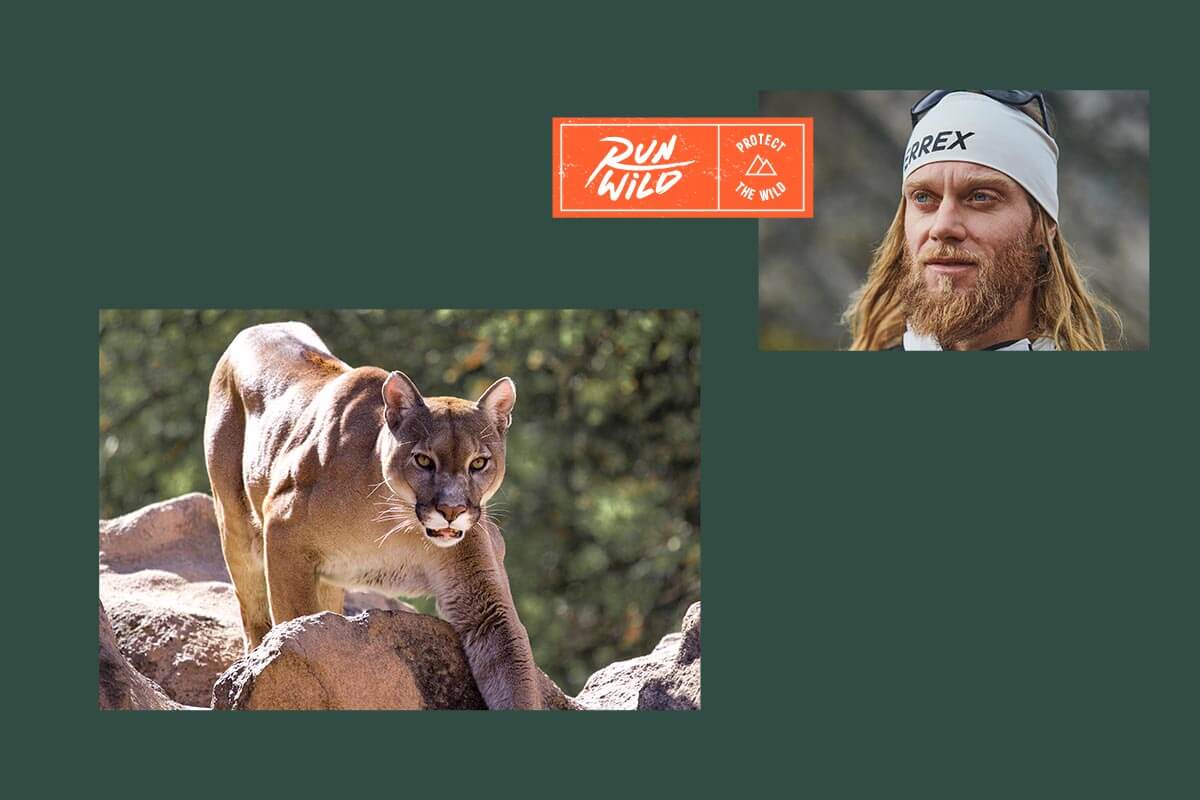 Race a Wild Mountain Lion