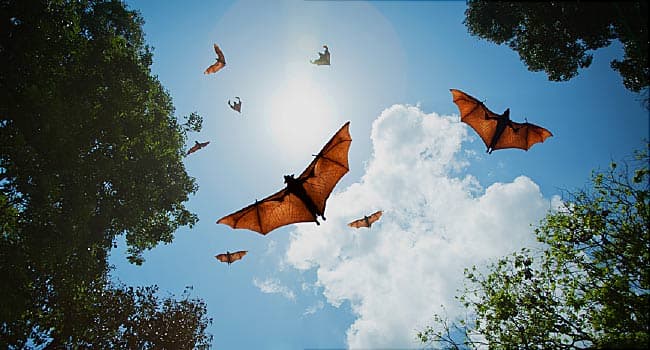 Viruses May Jump from Bats to People More Often Than Realized