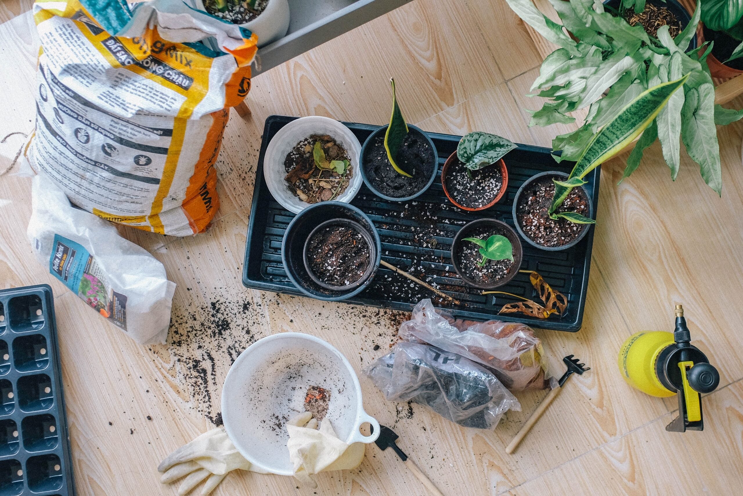 The Health Benefits of Gardening